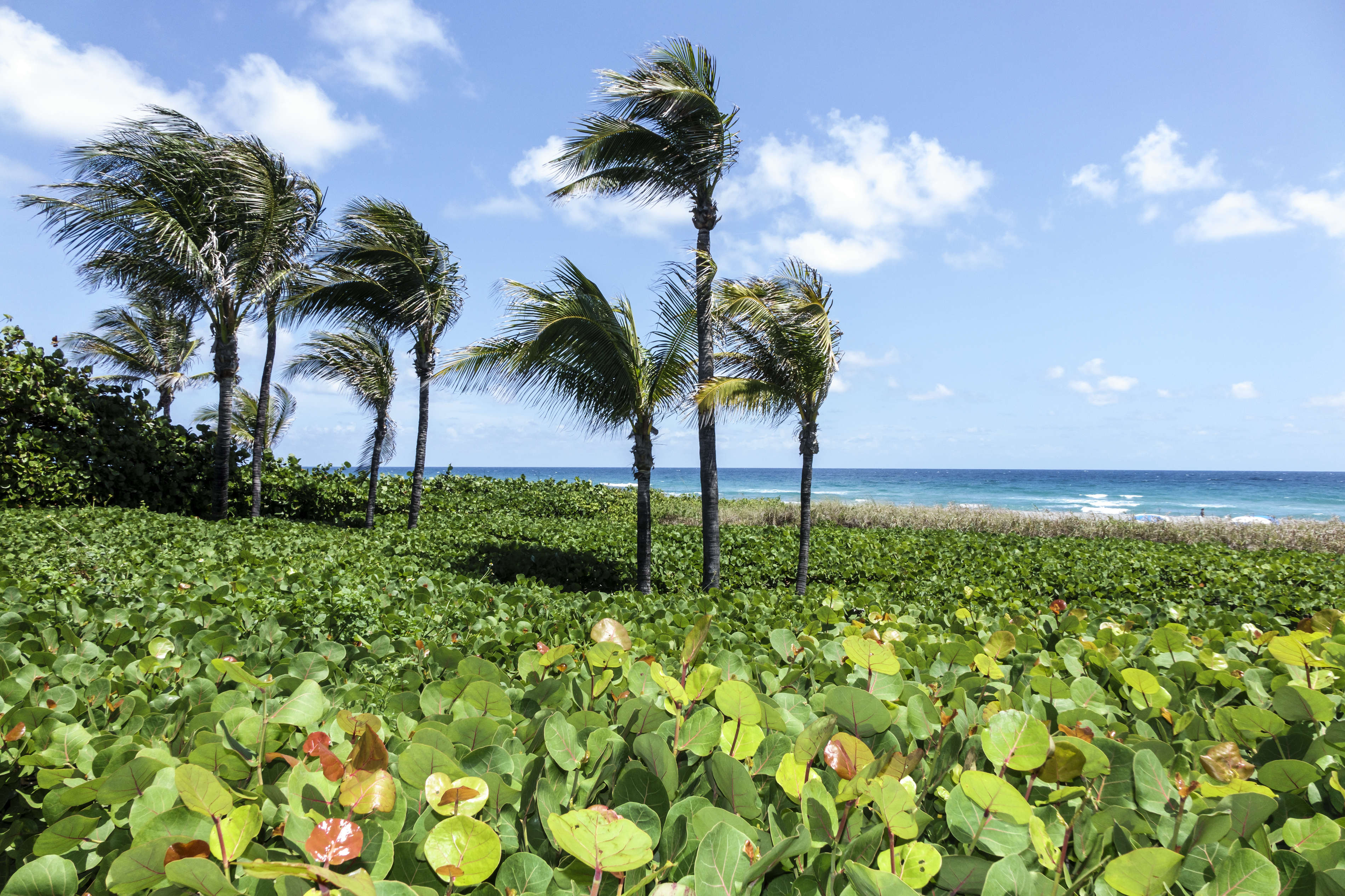 A couple jogging on Delray Beach.