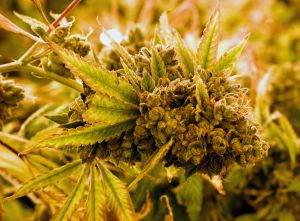 Marijuana Cultivation Center In Nevada Ramps Up Production As State Legalizes Recreation Use Of Weed
