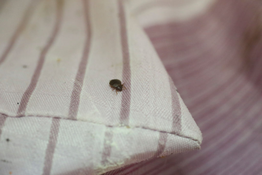 This photograph shows bedbugs in a flat in Hong Kong on May 26, 2017. 26MAY17 [FEATURES] SCMP / Edward Wong