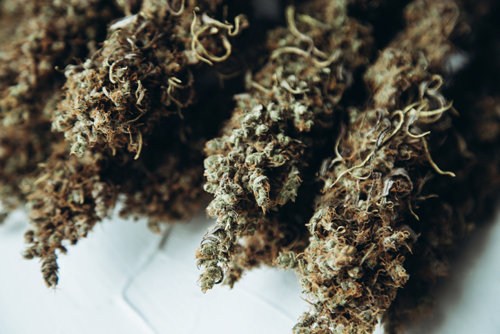 Beautiful green cones of marijuana on the branches